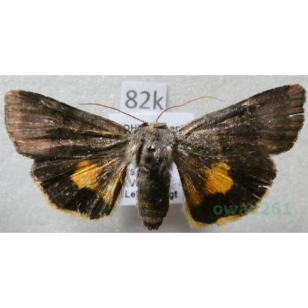 Noctua janthina Denis & Schiffermüller, 1775 Rolnica przepaska Czech82k